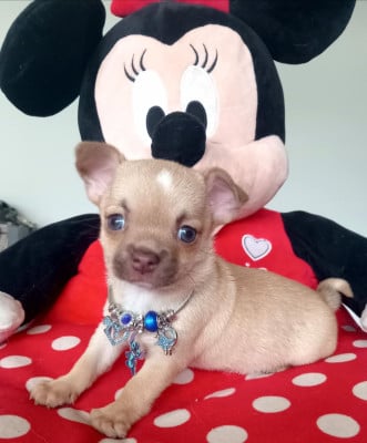 Les chiots de Chihuahua