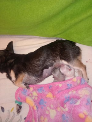 Les chiots de Chihuahua