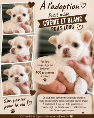 Les chiots de Chihuahua
