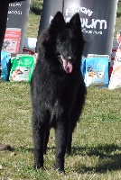 Étalon Berger Belge - Persia De Can Duvel