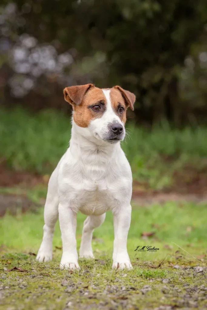 olener getik Fandango