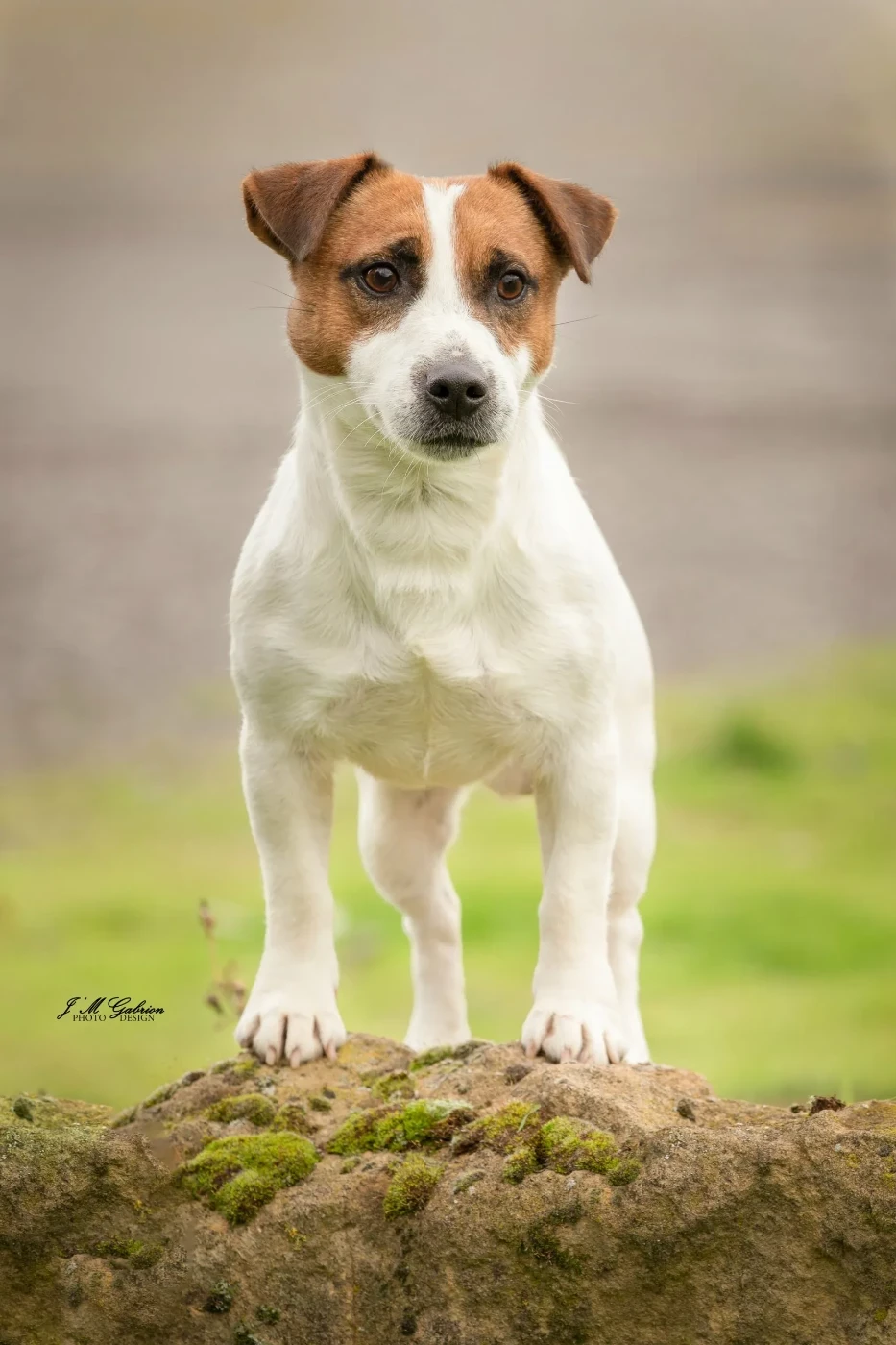 olener getik Fandango