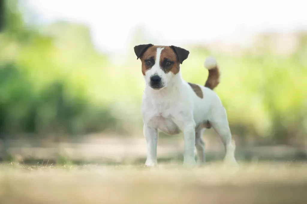 olener getik Fandango