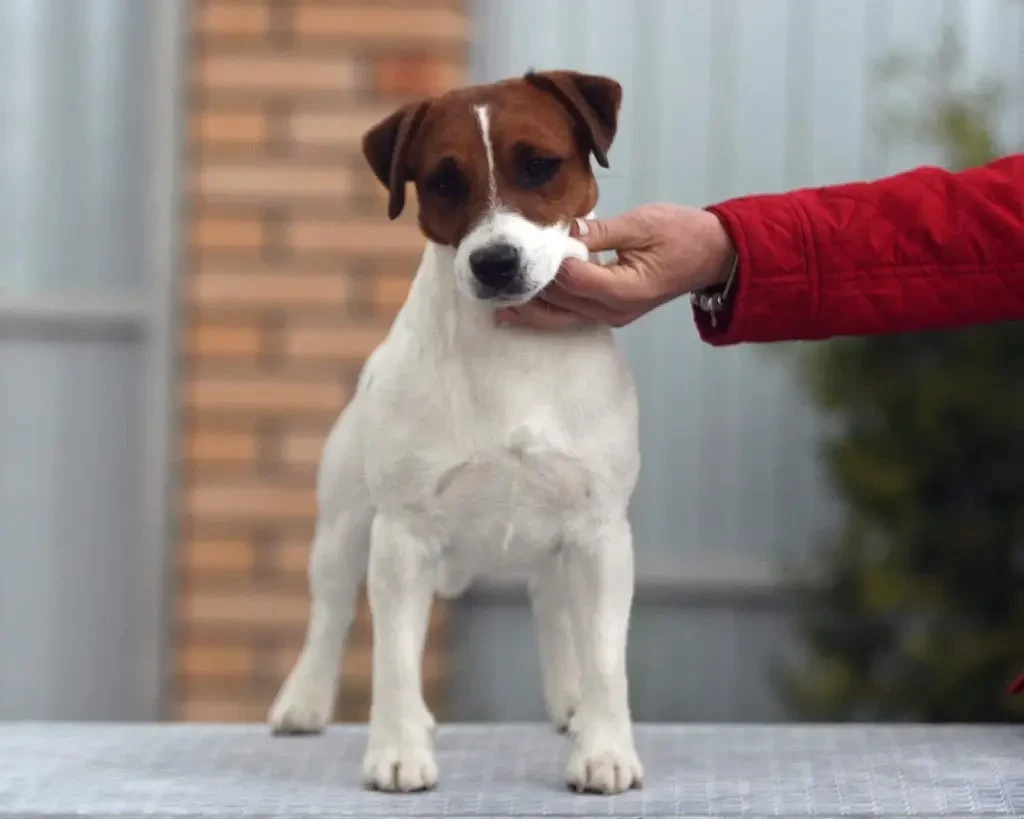 CH. port fortis Yup-yup