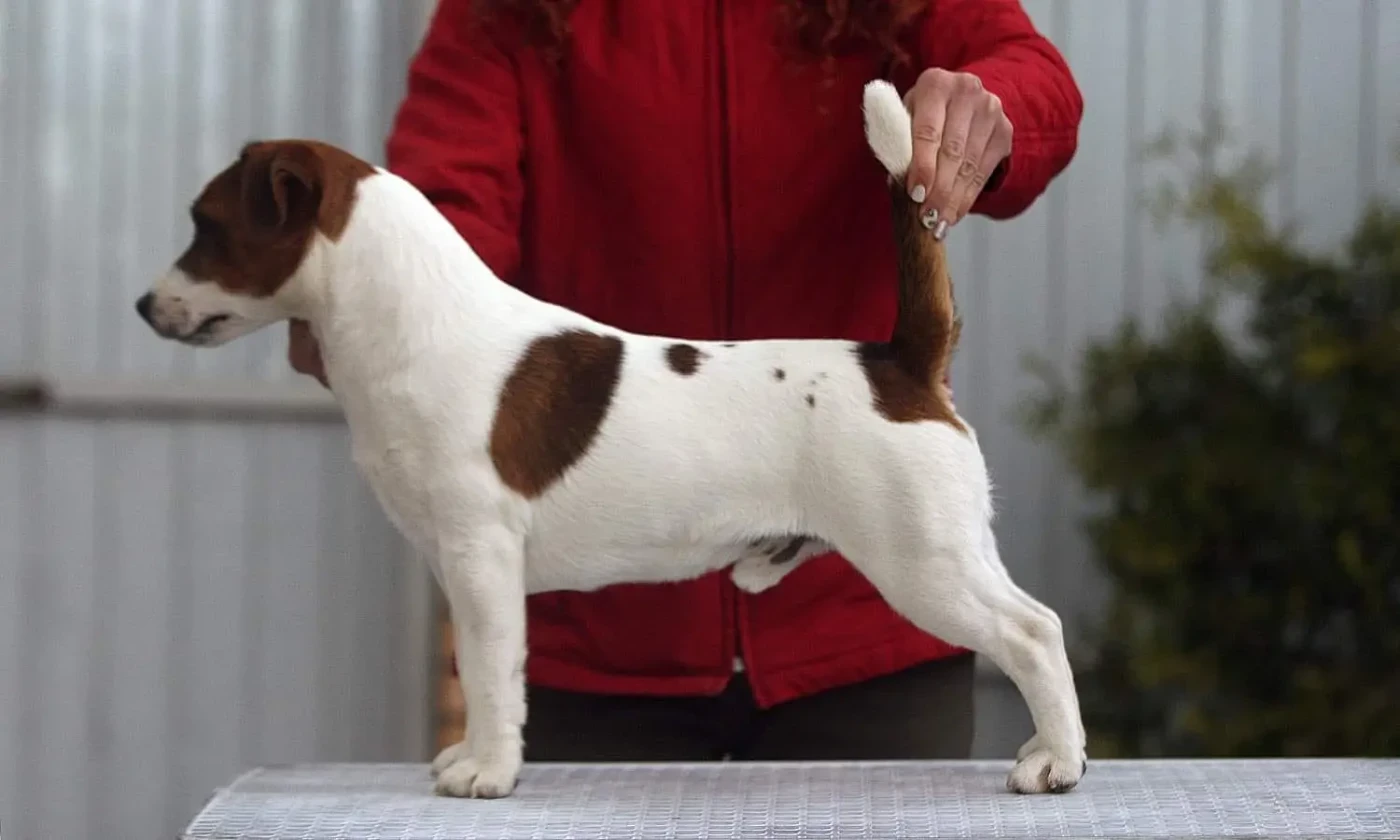 CH. port fortis Yup-yup