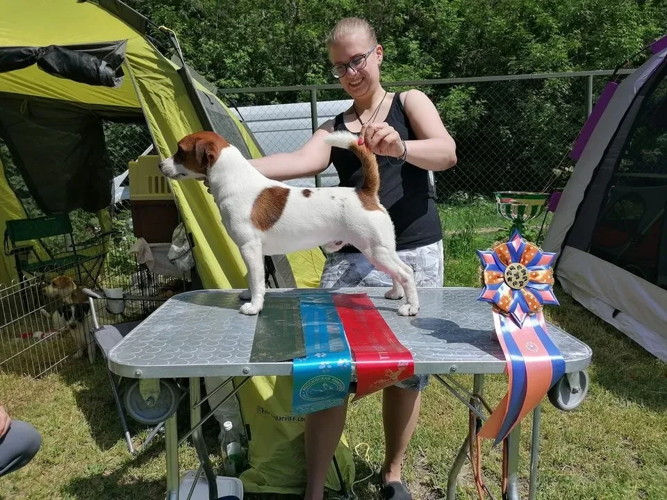 CH. port fortis Yup-yup