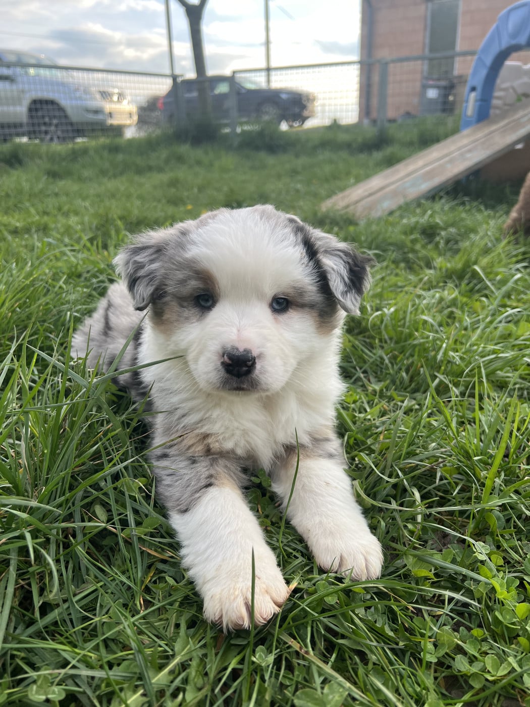 Chiot N°1 - Berger Américain Miniature 