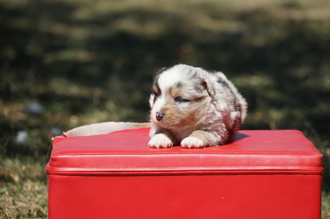 Chiot N°2 - Berger Américain Miniature 