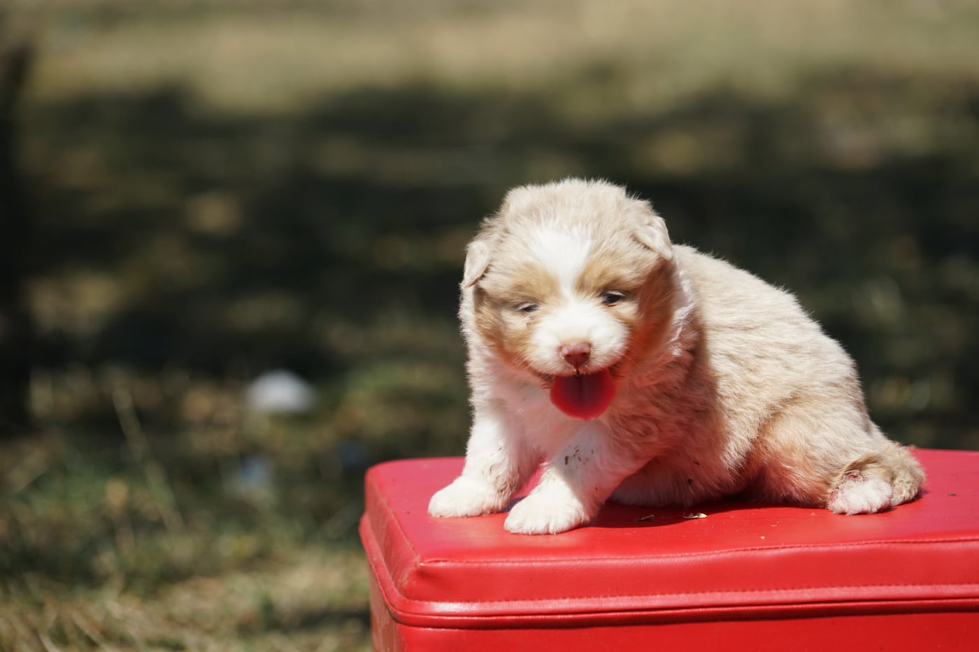 Chiot N°3 - Berger Américain Miniature 
