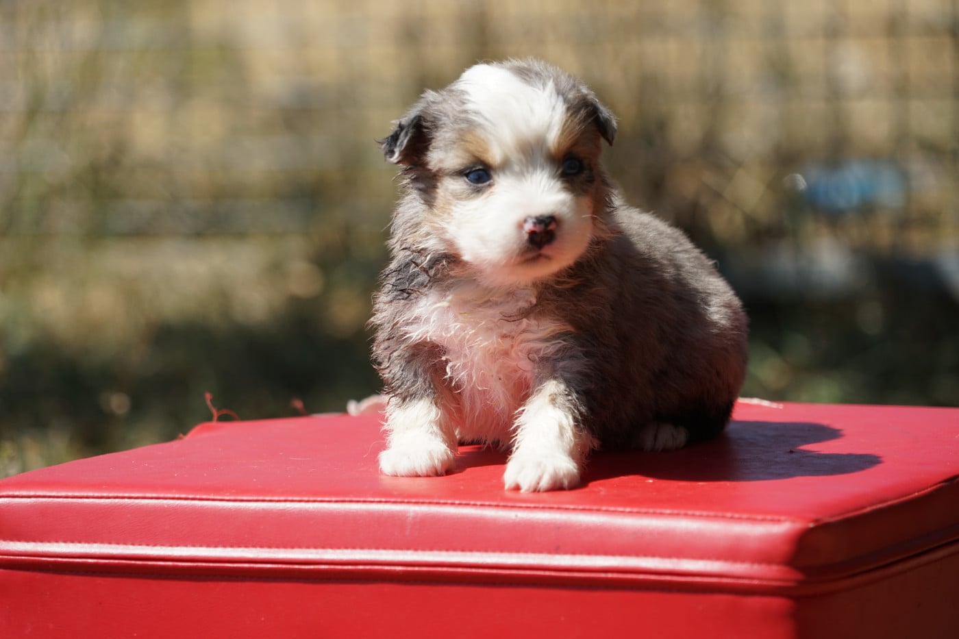 Bleu merle - Berger Américain Miniature 