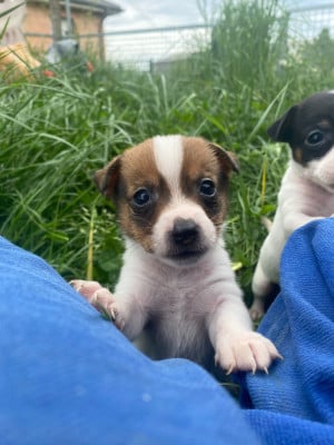 Les chiots de Jack Russell Terrier