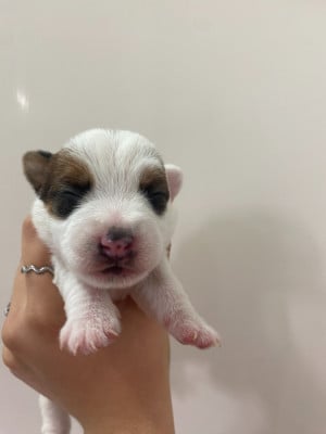 Les chiots de Jack Russell Terrier
