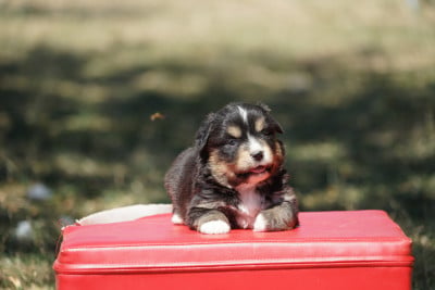 Les chiots de Berger Américain Miniature 