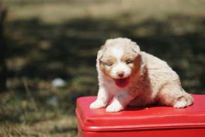 Les chiots de Berger Américain Miniature 