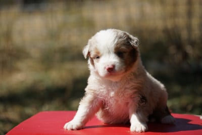 Les chiots de Berger Américain Miniature 