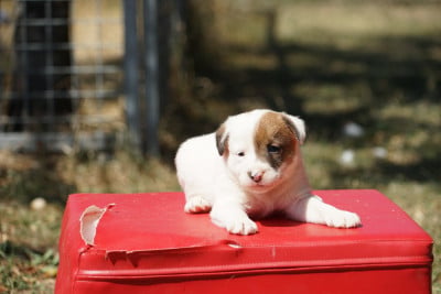 Les chiots de Jack Russell Terrier
