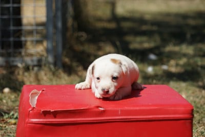 Les chiots de Jack Russell Terrier