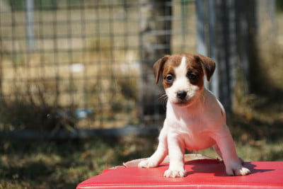 Les chiots de Jack Russell Terrier