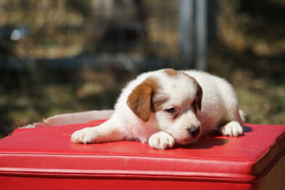 Les chiots de Jack Russell Terrier