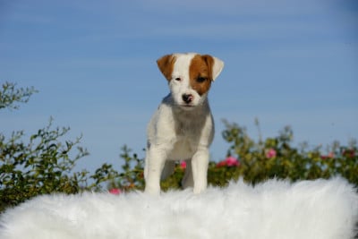 Les chiots de Jack Russell Terrier
