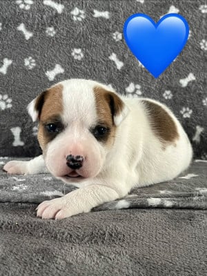 Les chiots de Staffordshire Bull Terrier