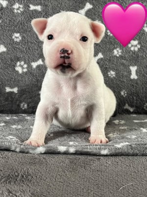 Les chiots de Staffordshire Bull Terrier