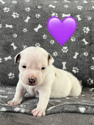 Les chiots de Staffordshire Bull Terrier