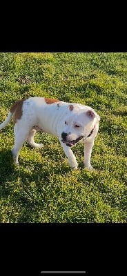 Les chiots de Staffordshire Bull Terrier