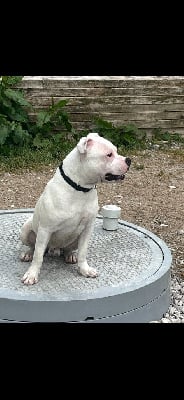 Les chiots de Staffordshire Bull Terrier