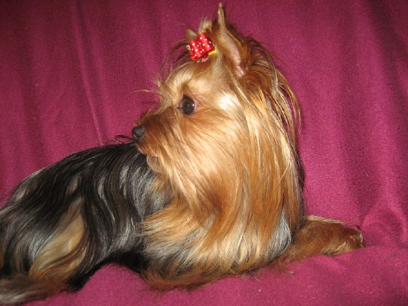 Publication : (Sans Affixe) Auteur : La mini Ferme Normande