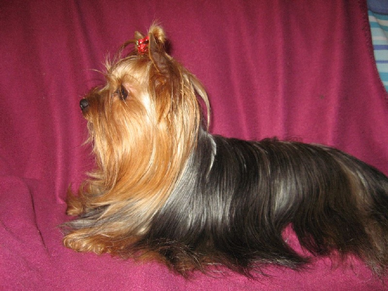 Publication : (Sans Affixe) Auteur : La mini Ferme Normande