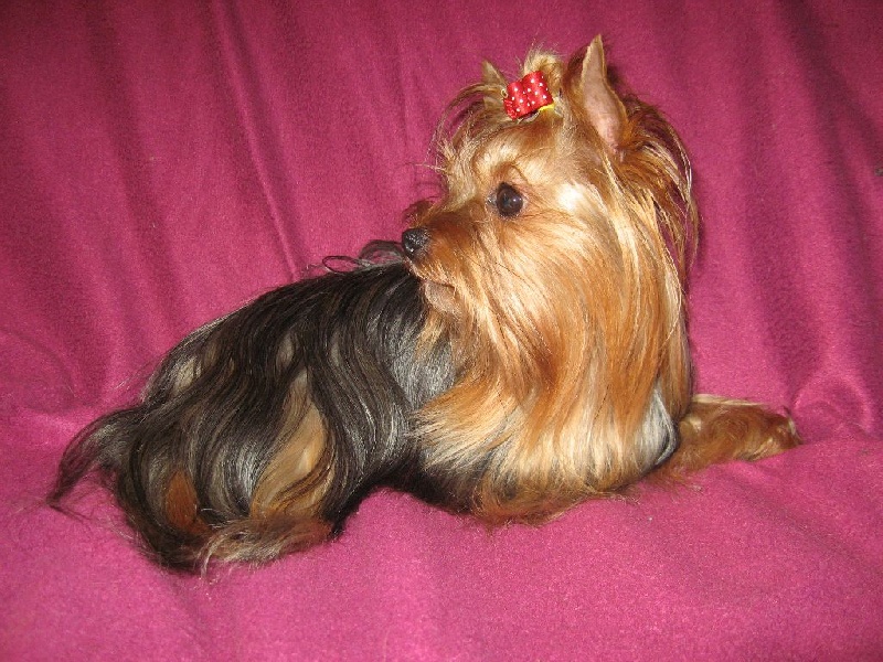 Publication : (Sans Affixe) Auteur : La mini Ferme Normande