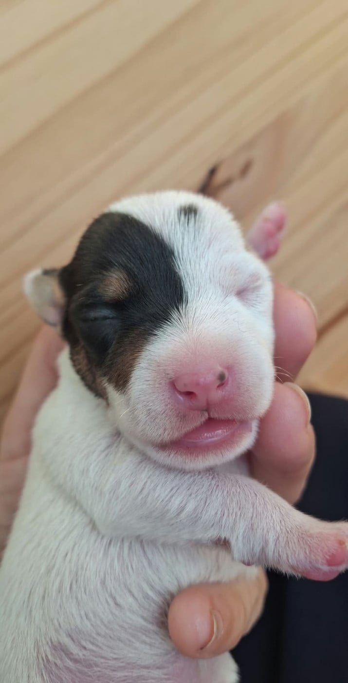 BUZZ l éclair - Parson Russell Terrier