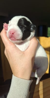 Parson Russell Terrier