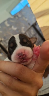BAGHERA - Parson Russell Terrier