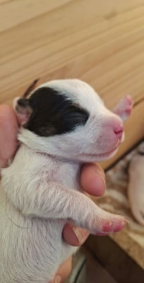 BORÉALE - Parson Russell Terrier