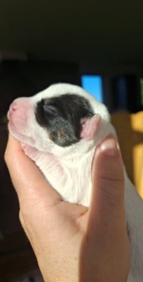 BANDIT - Parson Russell Terrier