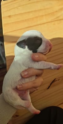 BLACK JACK - Parson Russell Terrier