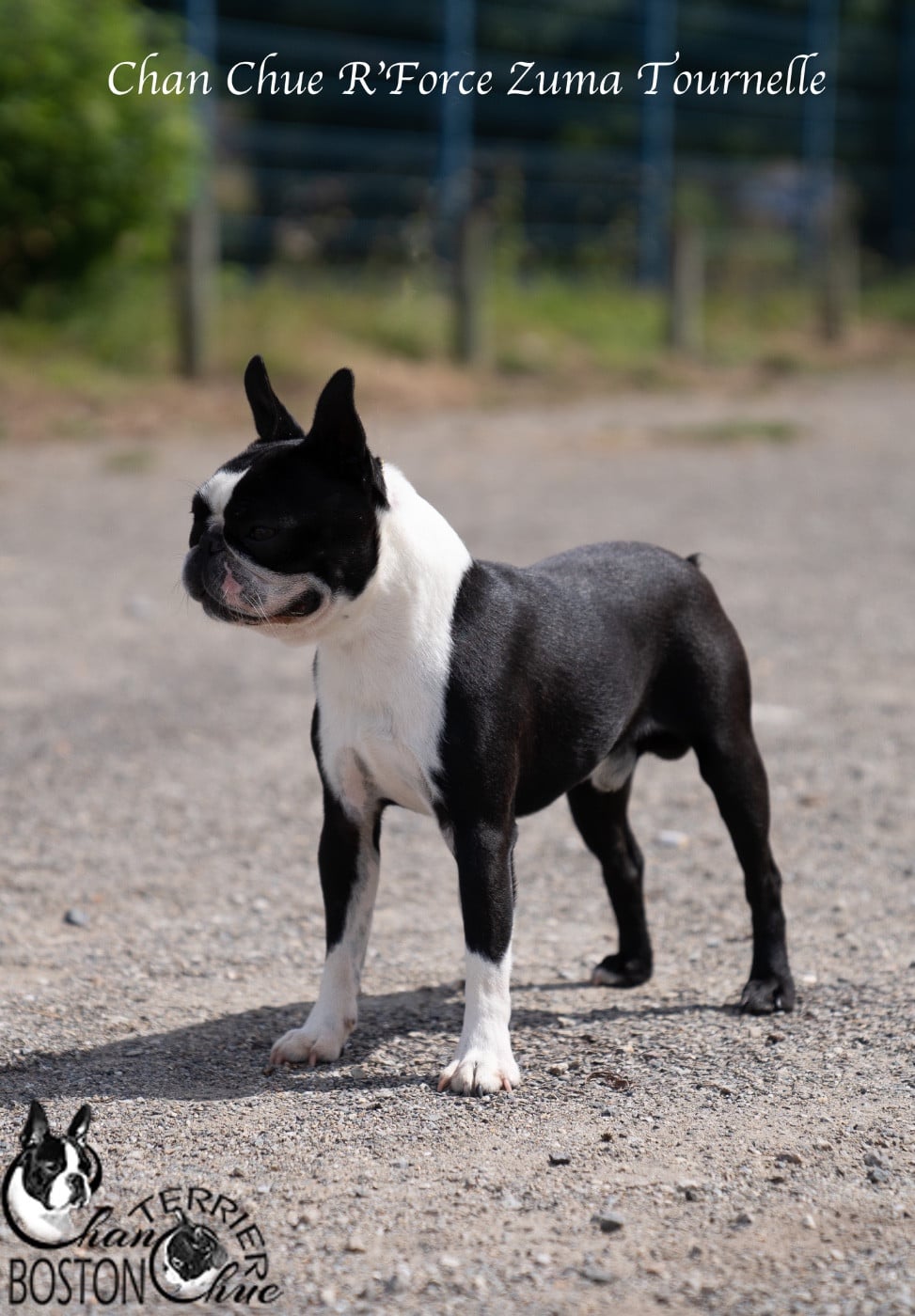 Chan Chue R'force zuma tournelle