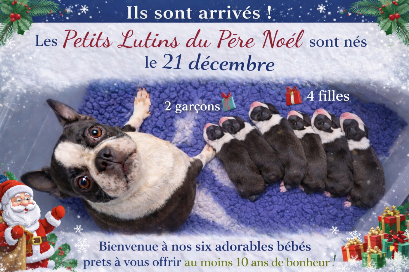 Boston Terrier - Chan Chue