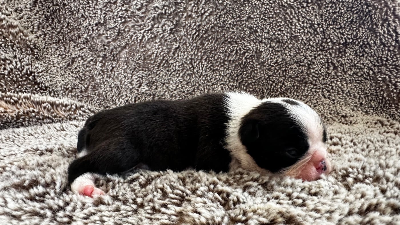 Chiot N°1