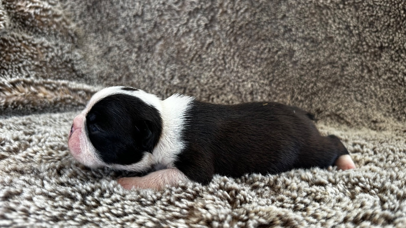 Chiot N°1