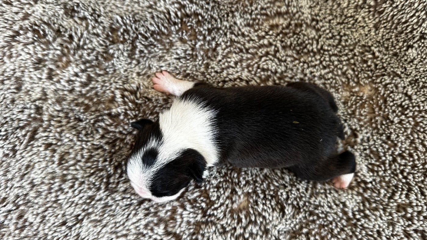 Chiot N°1