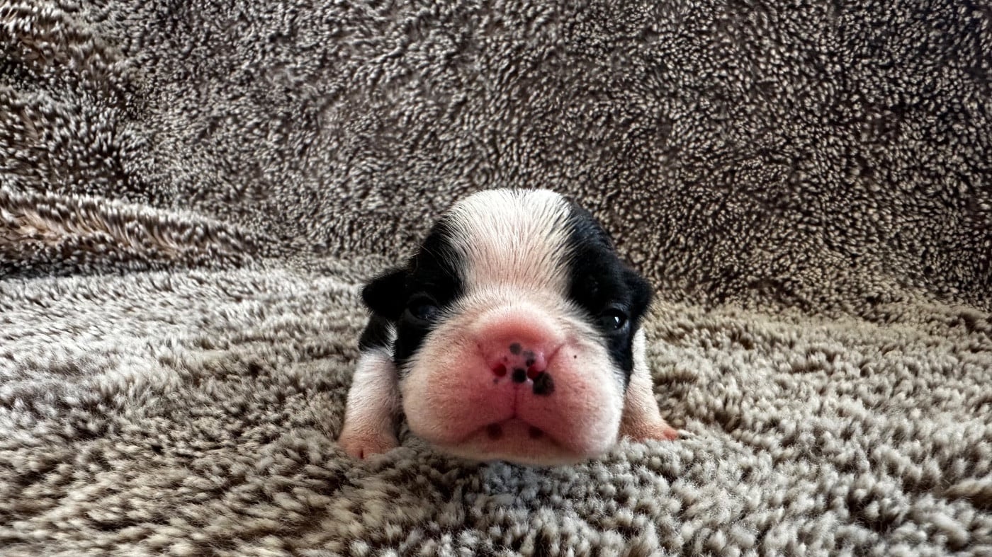 Chiot N°1