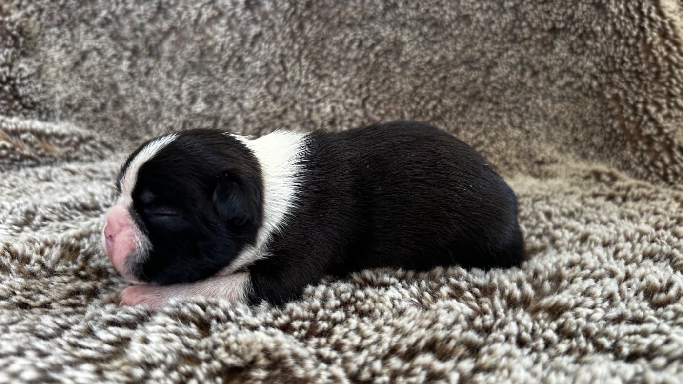 Chiot N°2