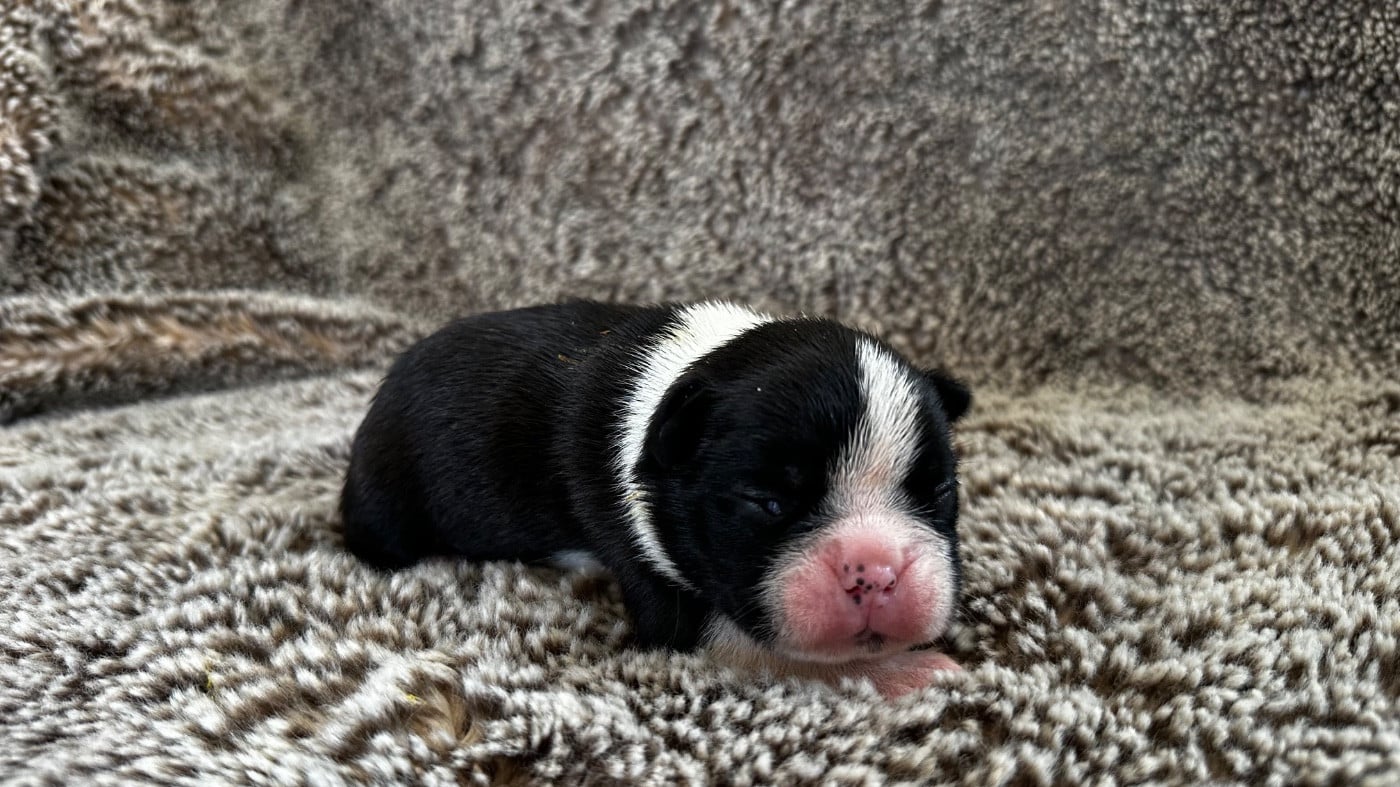 Chiot N°2