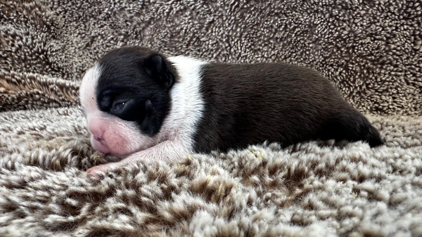 Chiot N°3
