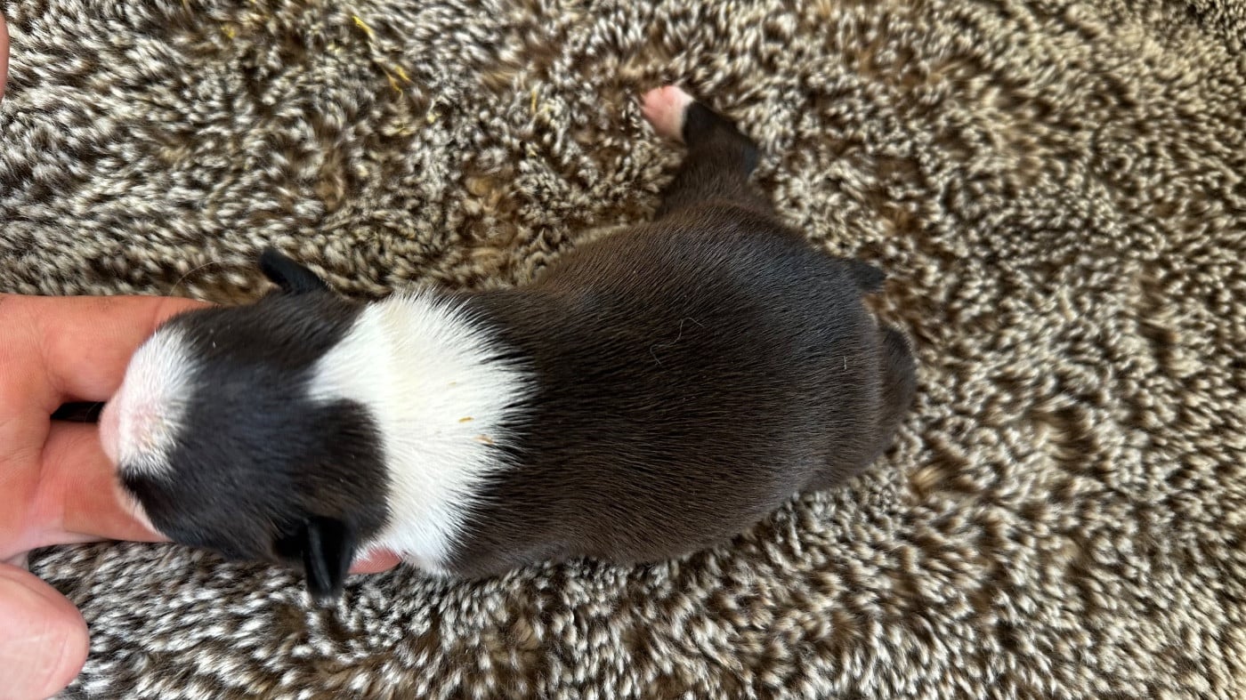 Chiot N°3