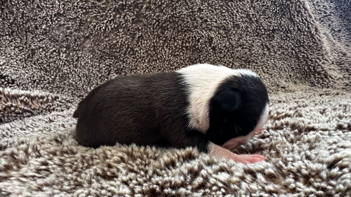 Chiot N°3