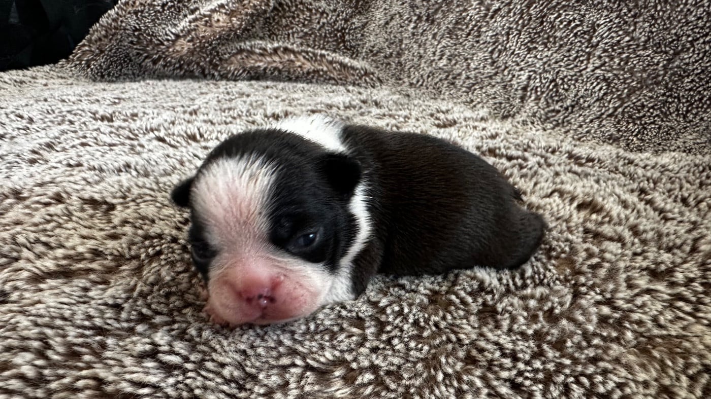Chiot N°3